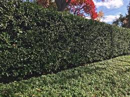Why not plant a privacy screen of shrubs that you can cook with? Plants For Dallas Your Source For The Best Landscape Plant Information For The Dallas Ft Worth Metroplex4 Best Plants For Privacy Screening
