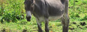 La zoofilia: el sexo con animales, delito en España y tradición en otros  países