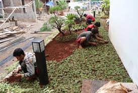 Penyiraman dilakukan jikalau diperlukan saja, yakni kalau tanah dalam keadaan kering atau tdk turun hujan sesudah anda menanam. Cara Merawat Rumput Gajah Mini Untuk Karpet Taman Bibitbunga Com