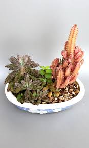 Cereus peruvianus o cactus del ordenador (propiedades). 21nov Rare Red Fairy Castle Cactus Cereus Tetragonus Var Gardening Plants On Carousell