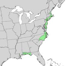 Have you ever hiked the atlantic white cedar swamp trail on the cape? Chamaecyparis Thyoides Wikipedia