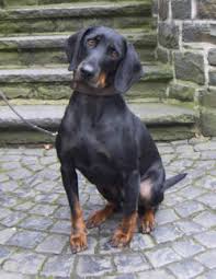 The southwestern cur dogs are usually larger with longer legs with a wider range and strong stock working instincts, used as cow or hog dogs but are also used as treeing dogs. Gopets Com