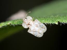 Image result for Dichaetanthera corymbosa