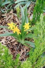 Image result for Hypoxis parvifolia