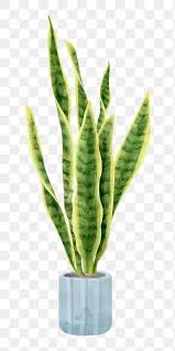 Your resource to discover and connect with designers worldwide. Watercolor Png Snake Plant Leaf Botanical Free Image By Rawpixel Com Busbus Plants Water Color Plants Snake Plant Images