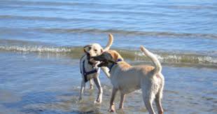 Pet Friendly Beaches In Bozeman Mt Dog Friendly Beach Pet Friendly Beach Dog Friendly Cities