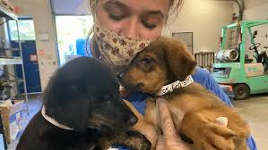 Baby murray is as sweet as can be! Photos 40 Dogs Transported To Animal Humane Society In Golden Valley From Oklahoma City Kstp Com