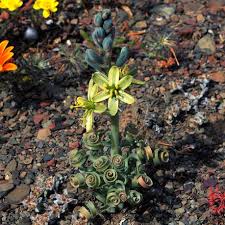 Image result for Albuca nigritana