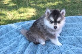 Prices range $375 to $5,500. Pomsky Puppies For Sale Houston