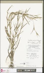 Image result for Elionurus platypus