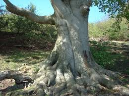 Growing A Beech Tree From Seeds Beech Is A Real Giant Among The Trees Physical Properties Of Beech