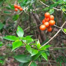 Image result for Alyxia ruscifolia