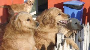 Search dallas ft worth dog rescues and shelters here. Stray Golden Retrievers From Turkey Find New Life In U S Cbs News