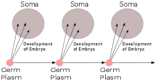 Central Dogma Of Molecular Biology Wikipedia