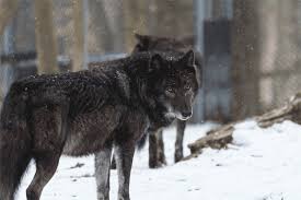 Have a lot of fun with these free wolves photos and. Snow Wolf Animated Gif Casesensitive Photos