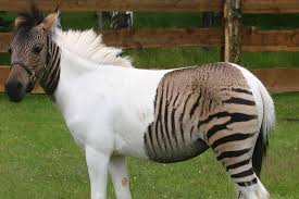 Image result for Zonotriche