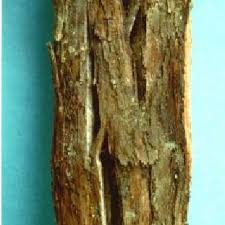 In this case, i feel the cause for the cracking was due to the tree growing quickly, faster than the bark could keep up with the growth of the tree. Cracking Of A Grapevine Trunk In Connection With A Sector Of Decayed Wood Download Scientific Diagram