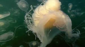We did not find results for: Species Spotlight Egg Yolk Jellies Gelatinous Sting