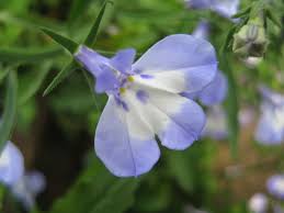 Image result for Lobelia erinus