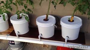 Cheap Diy Bato Dutch Bucket Hydroponic System Youtube