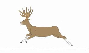 Ma Drawings Deer Drawing Deer Running Deer
