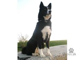 Image result for karelský medvědí pes