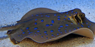 100.00% are married and 100.00% are homeowners Endspurt Fur Den Rochen Nachwuchs