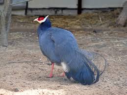 Blue Eared Pheasant Upland Bird Hunting Pet Birds Bird Hunting