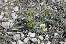 Image result for Pycreus chrysanthus