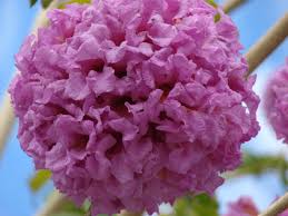 Image result for Handroanthus sp. near impetiginosus
