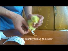 Kaz Civcivlerinde Ayak Ayrilmasi Ve Tedavisi Youtube