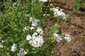Yarrow Western Oregon Wholesale Seed Company
