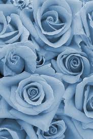 Photo Blue Roses Wallpaper Blue Flower Wallpaper Baby Blue Aesthetic