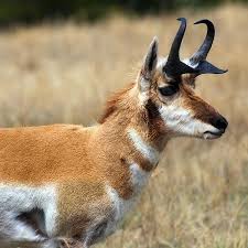Dakota Pronghorn Custer State Park South Dakota Photo By Jeffrey Campbell With Images Animals Beautiful Antelope Hunting Animals Wild