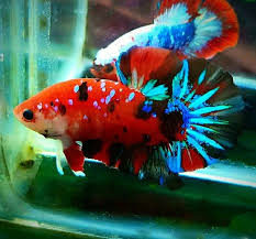 Red Koi Galaxy