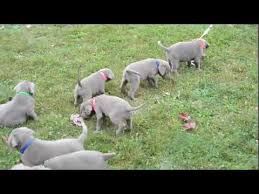 Our dogs are akc registered with quality bloodlines. Silver Lab Puppies For Sale In Nc 07 2021