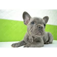 And of course, just like any other color, chocolate can also be combined with tan points = chocolate and tan. French Bulldog Rare Blue Color Ny 8 7 Kittens Puppies