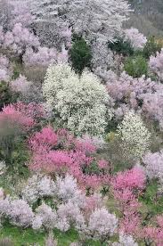 Tree pruning can be performed to promote the flowering of trees on your land. Wild Flowers Flowering Trees Japan Flowers Tn Leading Flowers Magazine Daily Beautiful Flowers For All Occasions