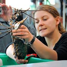 Offshore-Windparks helfen bedrohten Tieren