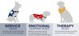 Is That A Real Service Dog Or Is It Just Someone S Pet Orvis News