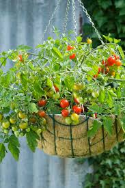 Maybe you would like to learn more about one of these? Tomato Lizzano F1 All America Selections