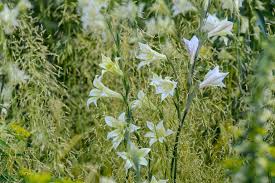 Image result for Gladiolus virgineus