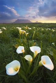 Blonde Groupies Watching The Sunset Outdoorphoto Gallery South African Flowers Cape Town South Africa Africa