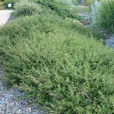 Image result for Cyperus kirkii