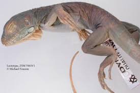 Furthermore, adults can weigh anywhere from 10 to 20 pounds! Iguana Iguana The Reptile Database