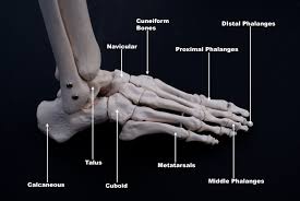 Image result for Metatarsal