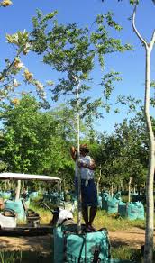 Image result for Celtis africana