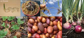Natural, physical, and life sciences, including medicine. Stems Biology For Majors Ii