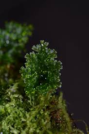 Image result for Crepidorhopalon