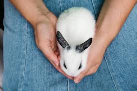 Check spelling or type a new query. Why Is My Rabbit Afraid Of Me How To Calm Down A Scared Bunny